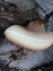 Crepidotus crocophyllus