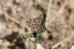 Carcharodus