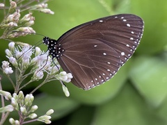 Euploea tulliolus koxinga