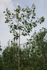Populus grandidentata