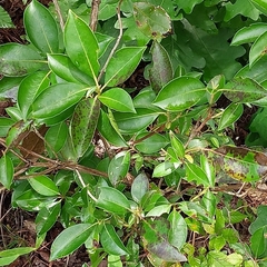 Kalmia latifolia