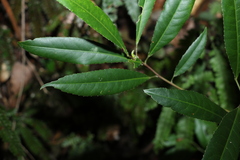 Elaeocarpus kirtonii