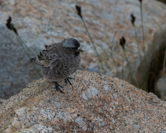 Leucosticte tephrocotis