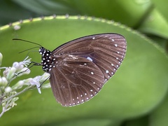 Euploea tulliolus koxinga