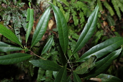 Elaeocarpus kirtonii