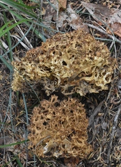 Ramaria