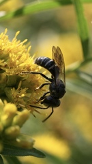 Lasioglossum coriaceum