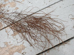 Desmarestia aculeata