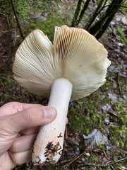 Russula cerolens