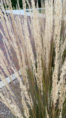 Muhlenbergia lindheimeri