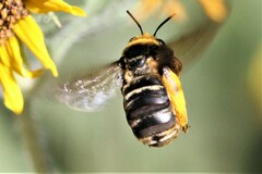 Svastra obliqua obliqua