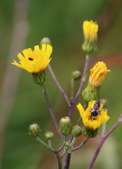 Hieracium longipilum