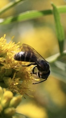 Lasioglossum coriaceum