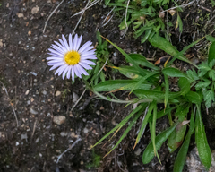Erigeron glacialis