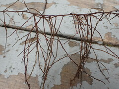 Desmarestia aculeata