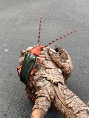 Stenaspis verticalis insignis