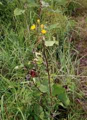 Hieracium longipilum