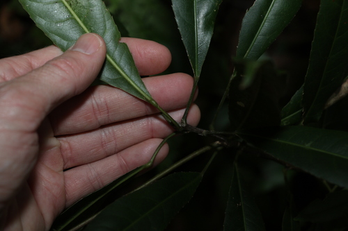 Image of Elaeocarpus kirtonii by (c) Greg Tasney, some rights reserved (CC BY-SA)