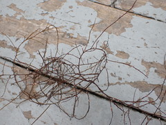 Desmarestia aculeata