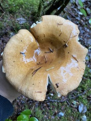 Russula cerolens