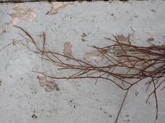 Desmarestia aculeata