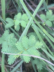 Mimoseae