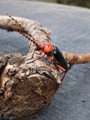 Stenaspis verticalis insignis