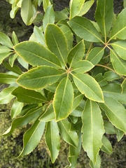 Pseudopanax arboreus