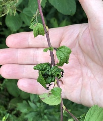 Phylloplecta tripunctata