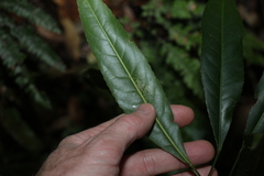 Elaeocarpus kirtonii