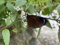 Euploea tulliolus koxinga
