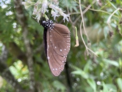 Euploea tulliolus koxinga