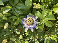Passiflora caerulea