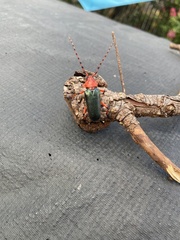 Stenaspis verticalis insignis