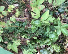 Phylloplecta tripunctata