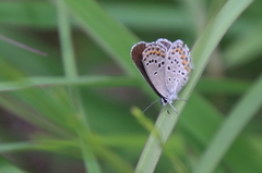 Plebejus samuelis