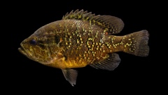 Lepomis gulosus