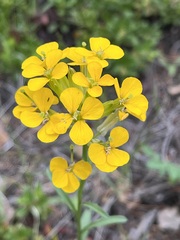 Erysimum