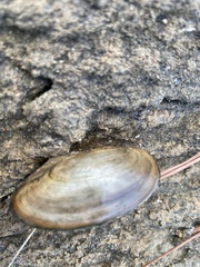 Utterbackia imbecillis