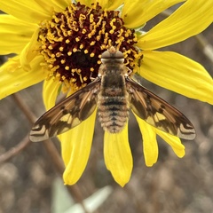Poecilanthrax arethusa
