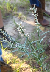 Pterocaulon virgatum