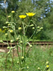 Hieracium sabaudum