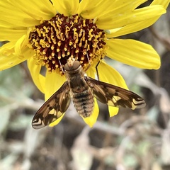 Poecilanthrax arethusa