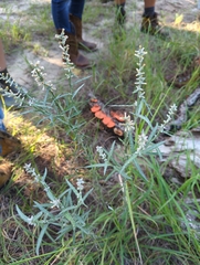 Pterocaulon virgatum