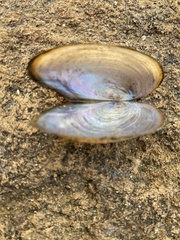 Utterbackia imbecillis