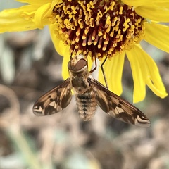 Poecilanthrax arethusa