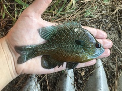 Lepomis aquilensis