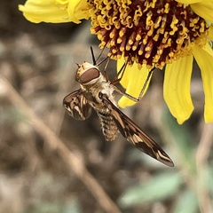 Poecilanthrax arethusa