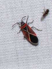 Neacoryphus bicrucis