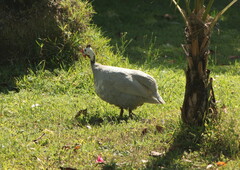 Numida meleagris domesticus